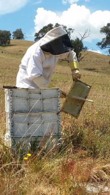 Caring For Bee Hives - Eaglerise Farm
