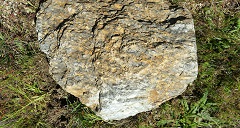 Sample of gneiss
